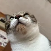 Mojyo※購入前にプロフ要確認下さい※の画像