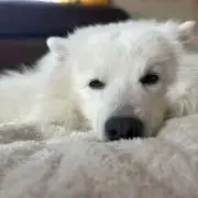 るくの画像