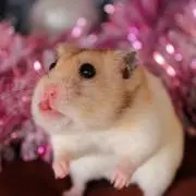 しーほんの画像