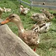 エイミー☆の画像
