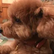 みりんの画像