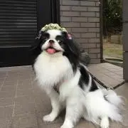 ayakoribbon