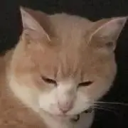 にゃかめの画像