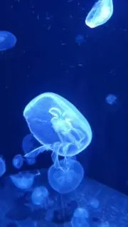りんりんの画像