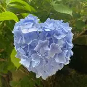 うさこの画像