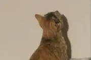 ののろんの画像