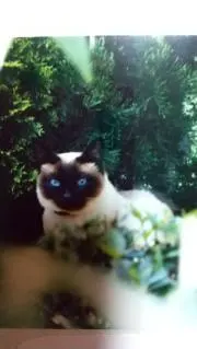 Tしのぶの画像