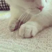 guuuuの画像