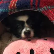 へび苺〜おまけ付けます❣️〜の画像