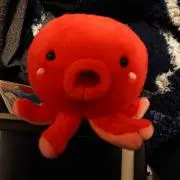 shinoの画像