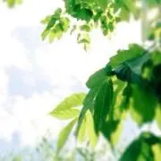 aozoraの画像