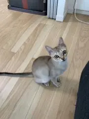 長い孫の手の画像