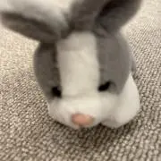 ウサギの画像