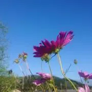 ぴんの画像