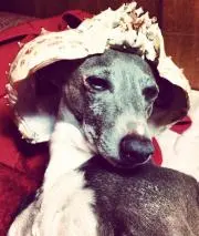 シノの画像