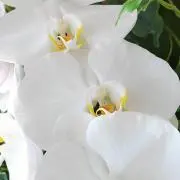 ☆はな☆