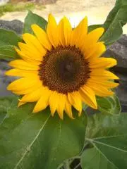 超貴重・激レア】けろけろけろっぴ ハーモニーランド サンバイザー