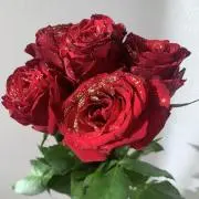 Pomの画像