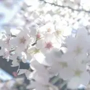 Aの画像