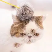 Une chatte●/(- x-)の画像