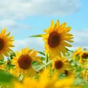 A☆