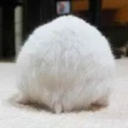 ぱん 購入前に確認お願いします♡