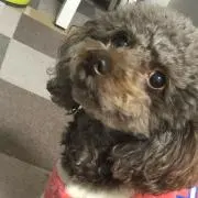 ショコラ