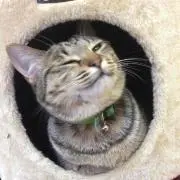 あいす