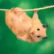 だいごろう