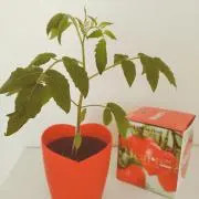 とまとの画像