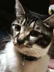 あじたまの画像