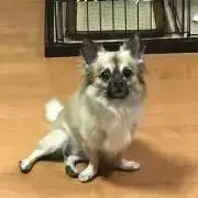 きりかの画像