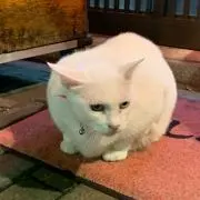 Rainの画像