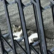 かたつむりの画像