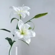 AYの画像