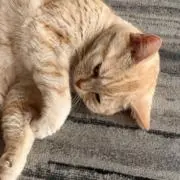 たぃの画像
