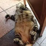 すかいは
