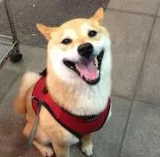 ちょ
