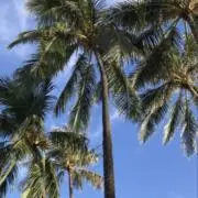 Rodyの画像