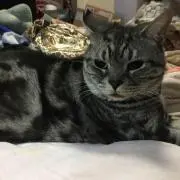 ありす