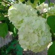 花てまりの画像