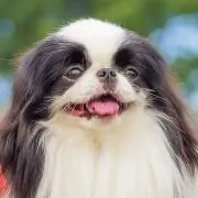 コテツくんの画像
