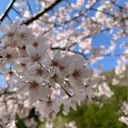 ぽたまの画像