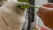 ひーろの画像