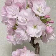 ファミレス行こ キャンバスアート ※裏面シミあり - メルカリ