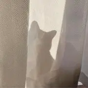 まあみの画像