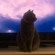 にんじんの画像