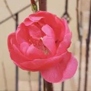 うらら。の画像