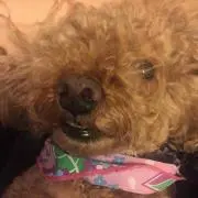 つの画像