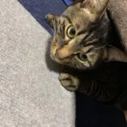 オルヴァリ